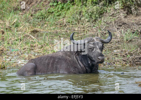 Ugandische Wildtiere - lounges ein Afrikaner (Kap) einen Büffel (Syncerus Caffer) an den Ufern des Lake Edward, Uganda. Stockfoto