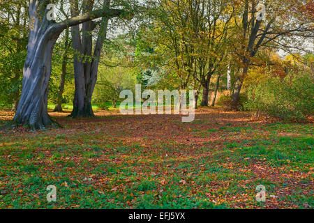 Bunte Blätter bunte rot-Orange Herbst herbstliche fallen in einen grünen Wald. Stockfoto
