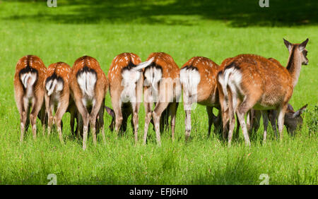 Sika Rotwild (Cervus Nippon) auf einer Wiese, Gefangenschaft, untere Sachsen, Deutschland Stockfoto