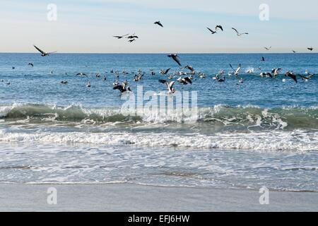 Braune Pelikane (Pelecanus Occidentalis) über einen Fischschwarm, Oceanside, in der Nähe von San Diego, California, Vereinigte Staaten von Amerika Stockfoto