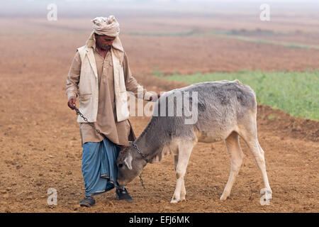 Indien, Agra, Uttar Pradesh Dorf Mann halten junge Kuh im Feld Stockfoto