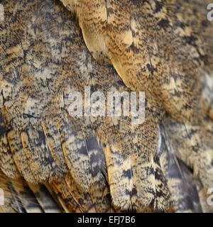 Closeup Oriental Zwergohreule Eule Federn Stockfoto