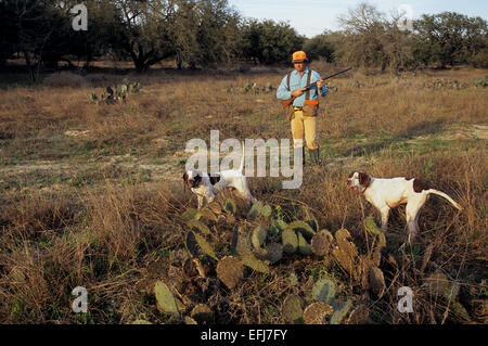 Texas-Wachtel-Jäger nähert sich zwei englische Pointer Hunde zeigen eine Covey von der Wachtel Stockfoto