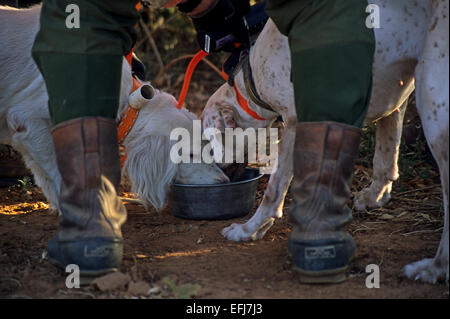Ein Jäger und seine Hunde-Trinkwasser aus einer Pfanne während der Wachtel Jagd in der Nähe von Guthrie Texas Stockfoto
