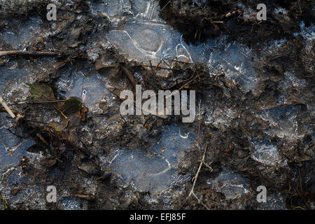 Gefrorene Fußspuren im nassen Schlamm. Stockfoto