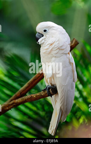 Schöne helle Inkakakadu, Molukken oder Seram Kakadu (Cacatua Moluccensis), stehend auf einem Ast Stockfoto