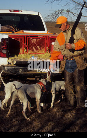 Englischer Zeiger Trinkwasser aus einem Jäger bei der Wachtel Jagd in der Nähe von Coleman Texas Stockfoto