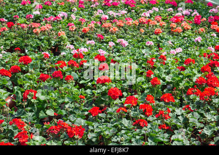 Geranie Jungpflanzen zum Verkauf in UK Gartencenter Stockfoto