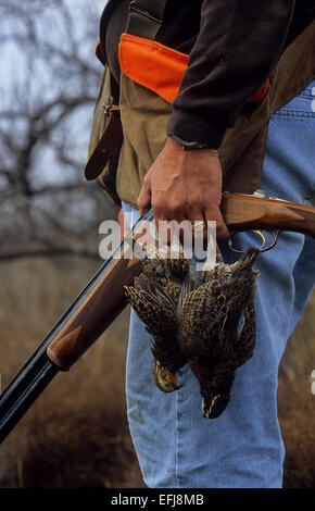 Ein Texas Wachtel Jäger holding Wachtel Wachtel (Colinus Virginianus) und Schrotflinte während der Jagd auf einer ranch Stockfoto