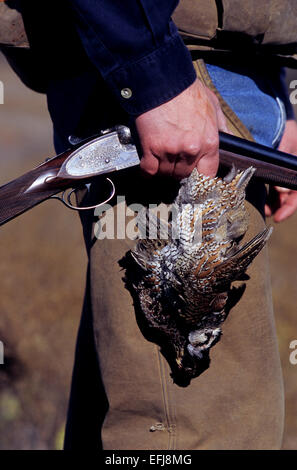 Ein Texas Wachtel Jäger holding Wachtel Wachtel (Colinus Virginianus) und Schrotflinte während der Jagd auf einer ranch Stockfoto