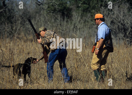Ein Jäger nimmt eine Wachtel aus seinen Hund während Wachtel Jagd Südtexas Stockfoto