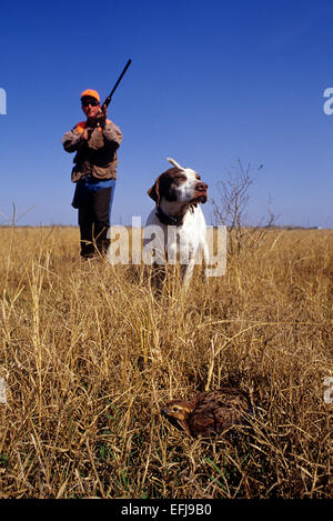 Texas-Wachtel-Jäger nähert sich einen englischer Pointer Hund zeigt eine live Wachtel Stockfoto