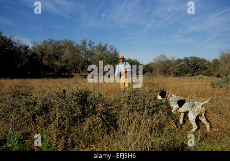 Texas-Wachtel-Jäger nähert sich einen englischer Pointer Hund zeigt ein Covey von der Wachtel Stockfoto