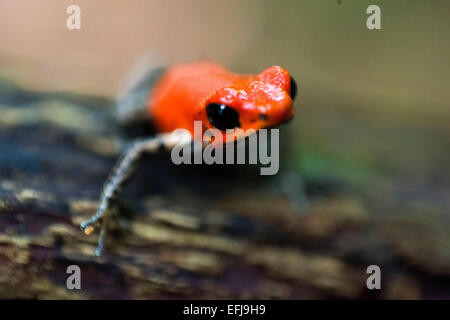 Strawberry Poison Frog (Dendrobates Pumilio), Erwachsene, Bastimentos Nationalpark, Bocas del Toro, Panama. Strawberry poison fr Stockfoto