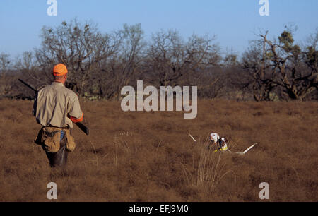 Texas-Wachtel-Jäger nähert sich zwei englische Pointer Hunde zeigen eine Covey von der Wachtel Stockfoto