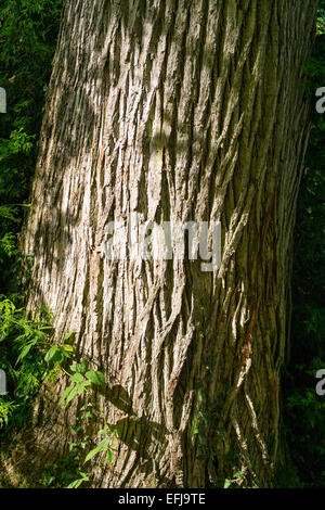 Süße Kastanien Stamm - Castanea Sativa Stockfoto