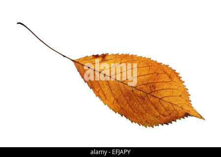 herbstlich goldene Kirsche Blatt isoliert auf weißem Hintergrund Stockfoto