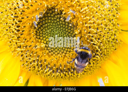 Eine Hummel, Klettern auf den ersten Blick eine Sonnenblume. Stockfoto