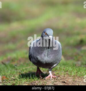 männliche wilde Taube (Columba Livia) zu Fuß in Richtung Kamera im park Stockfoto