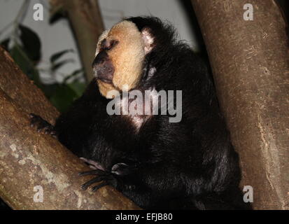 Männlichen südamerikanischen White-faced Saki (Pithecia Pithecia) posiert in einem Baum. Auch bekannt als Golden-faced Saki oder guyanischen Saki Affen. Stockfoto