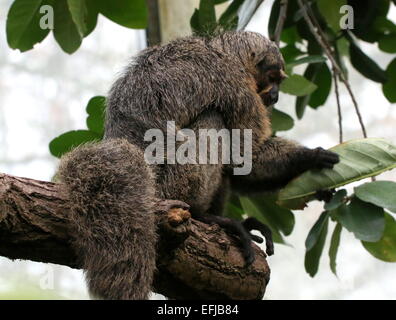 Weibliche südamerikanische Golden oder weiß konfrontiert Saki Affen (Pithecia Pithecia) in einem Baum, im Profil gesehen Stockfoto