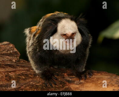 Weiße Spitze oder getufteter Ohr Marmoset (Callithrix Geoffroyi), ursprünglich aus der brasilianischen Küste Stockfoto