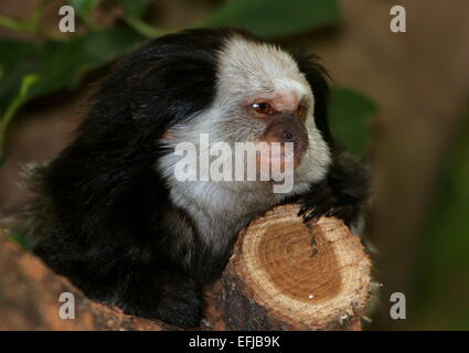 South American White geleitet oder getuftet Ohr Marmoset (Callithrix Geoffroyi), ursprünglich aus der brasilianischen Küste Stockfoto