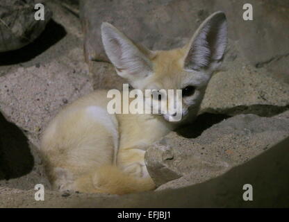 Sahara Fennec Fox (Fennecus Zerda) Stockfoto