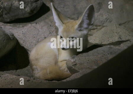 Sahara Fennec Fox (Fennecus Zerda) Stockfoto