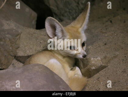 Sahara Fennec Fox (Fennecus Zerda) Stockfoto