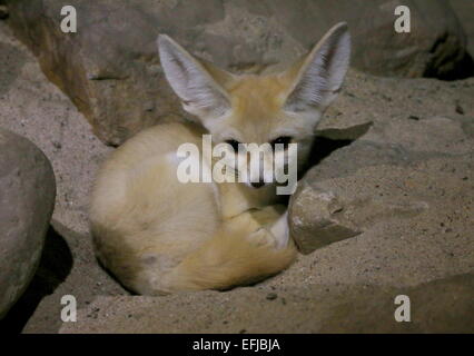 Sahara Fennec Fox (Fennecus Zerda) Stockfoto