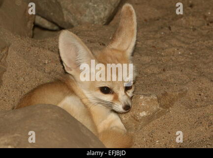 Sahara Fennec Fox (Fennecus Zerda) Stockfoto