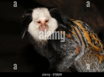 Brasilianischen weißen Leitung oder getufteter Ohr Marmoset (Callithrix Geoffroyi), Closeup, vor der Kamera Stockfoto