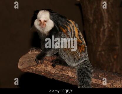 Gescheckte oder getuftet Ohr Marmoset (Callithrix Geoffroyi), ursprünglich aus der brasilianischen Küste Stockfoto