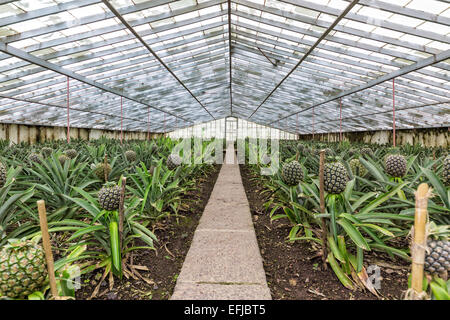 Frische Ananas wachsen ins Gewächshaus, Faja de Baixo, Azoren Stockfoto