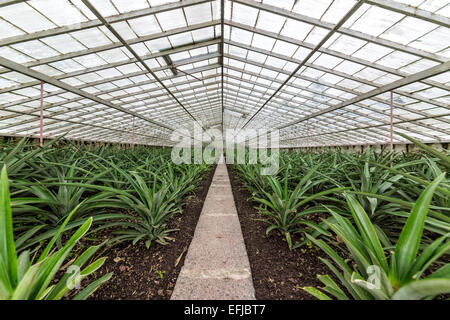 Frische Ananas wachsen ins Gewächshaus, Faja de Baixo, Azoren Stockfoto