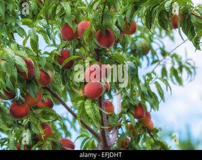 Süßer Pfirsich Früchte wachsen auf einem Pfirsich Baum im Garten Stockfoto