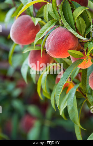 Süßer Pfirsich Früchte wachsen auf einem Pfirsich Baum im Garten Stockfoto