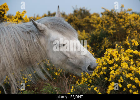 New Forest Pony Essen Ginster in der Nähe von Godshill, New Forest National Park. Stockfoto