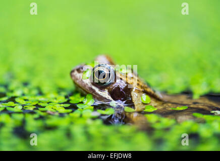 Grasfrosch (Rana Temporaria) im Gartenteich bedeckt in Wasserlinsen Stockfoto