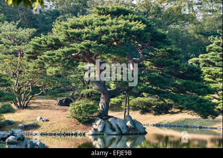 Ritsurin-Koen Garten, Takamatsu, Japan. Eine schwarze Kiefer in Byobu-Matsu Form beschnitten Stockfoto