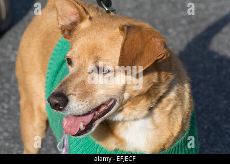 Los Angeles, Kalifornien, USA. 5. Februar 2015. Ein Hund aus dem Los Angeles River gerettet wurde heute von der Person adoptiert wurde den Hund im Fluss und rief um Hilfe. Sie halten den Namen gab die Feuerwehr den Hund. "Glück" Credit: Chester Brown/Alamy Live-Nachrichten Stockfoto
