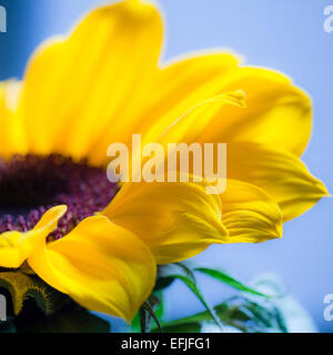 Nahaufnahme die zarten gelben Blüten der Sonnenblume auf blauem Hintergrund Stockfoto