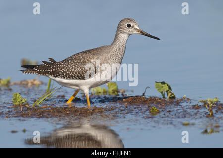 Weniger Yellowlegs - Tringa Flavipes - juvenile Stockfoto