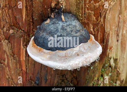 Rot-Gürtel Conk polypore Stockfoto