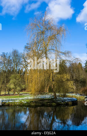 Prag, Pruhonice - Schlosspark alte Weide Winter Blick. Schloss Pruhonice ist beliebtesten Touristenort mit dendrologischen Stockfoto