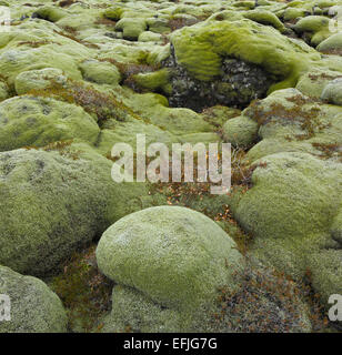 Moos bedeckt Steinen, Eldhraun Lava Feld, South Island, Island Stockfoto