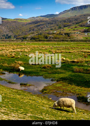 Schafbeweidung im Wattenmeer an der Mündung der Mawddach in Barmouth Schach in Gwynedd Snowdonia North Wales UK Stockfoto