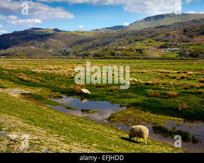 Schafbeweidung im Wattenmeer an der Mündung der Mawddach in Barmouth Schach in Gwynedd Snowdonia North Wales UK Stockfoto