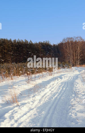 Loipen im Winterwald Stockfoto